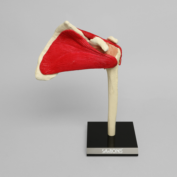 Shoulder with Muscles and Stand, Solid Foam, Left