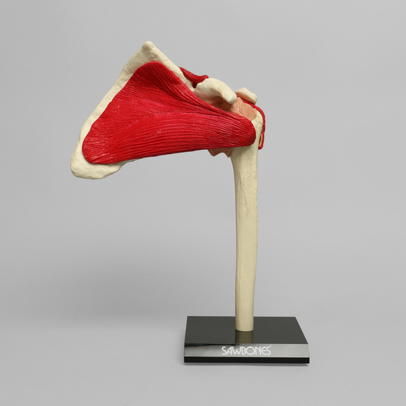 Shoulder with Muscles and Stand, Solid Foam, Left