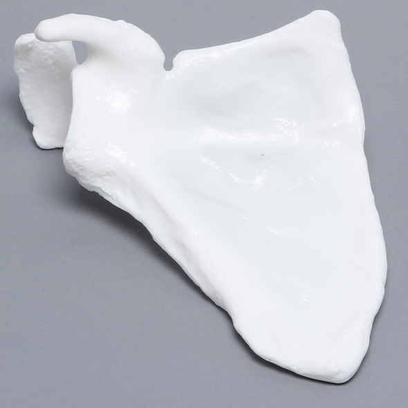 Scapula, Solid White Plastic, Right
