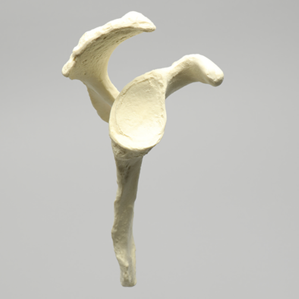 Scapula, Solid Foam, Right