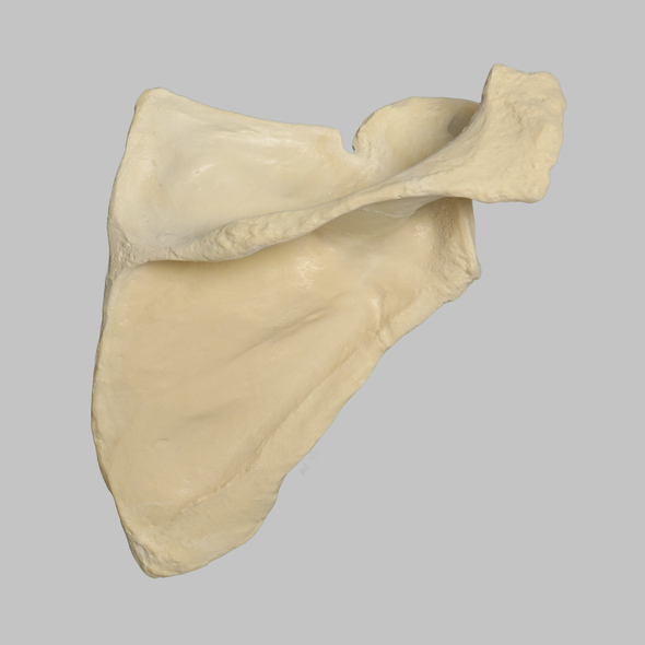 Scapula, Solid Foam, Right