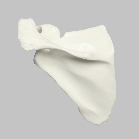 Scapula, Solid White Plastic, Left