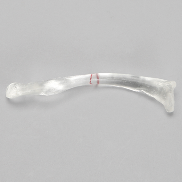 Clavicle with Scribed Fracture Line, Solid Clear Plastic