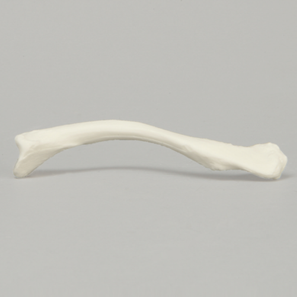 Clavicle, Solid White Plastic, Right