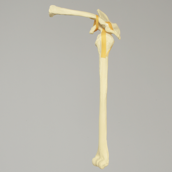 Shoulder, Articulated, Foam Cortical, Left