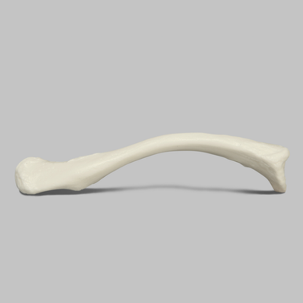 Clavicle, Solid White Plastic, Left