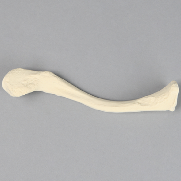 Clavicle, Solid Foam, Left