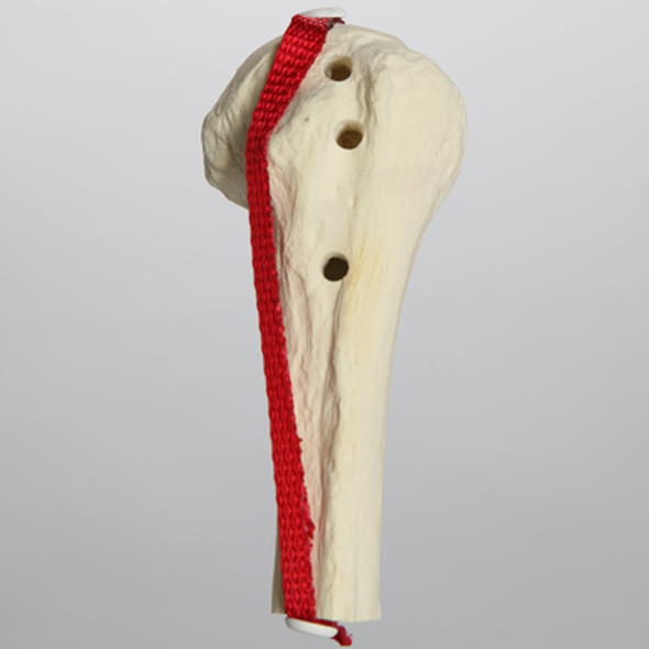 Biceps Tendon Model, Solid Foam
