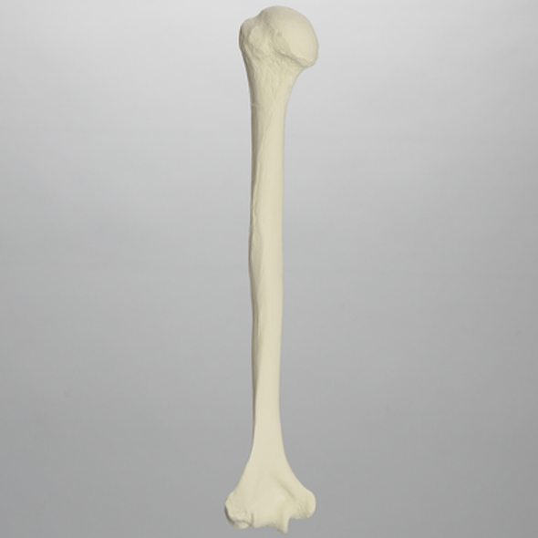 Humerus, Solid Foam, Left