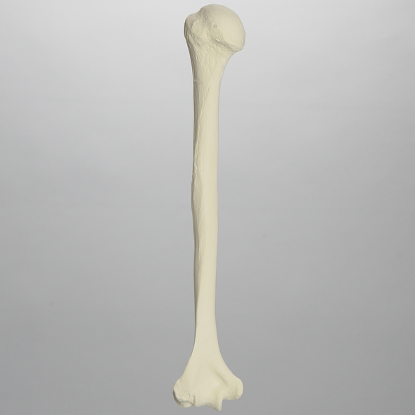 Humerus, Solid Foam, Left