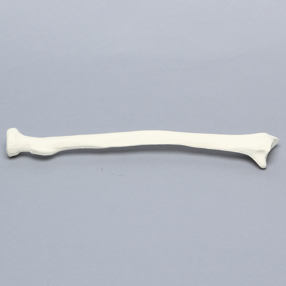 Radius, 6.4mm Canal, Solid Foam, Right