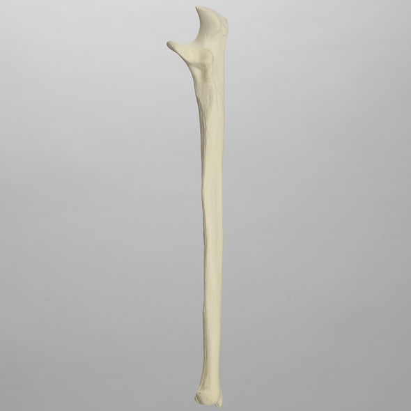 Ulna, 5mm Canal, Solid Foam, Left