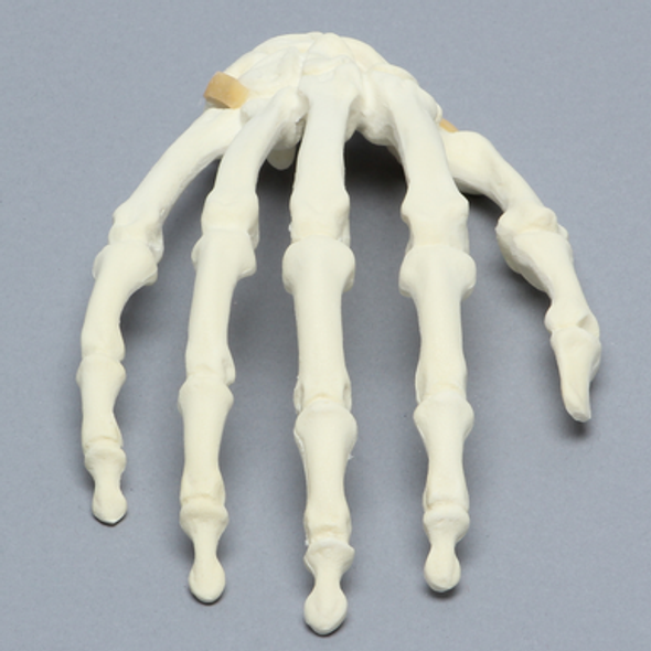 Hand with Moveable Carpal Section, Solid Foam