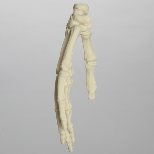 Hand, Solid Foam, Left, Large