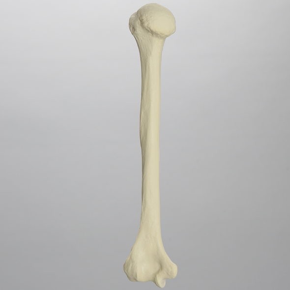 Humerus, Foam Cortical Shell, Left, Medium