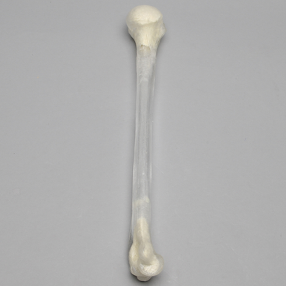 Humerus, 10mm Canal, Transparent Cortical