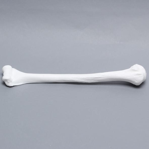 Humerus, Solid White Plastic, Left