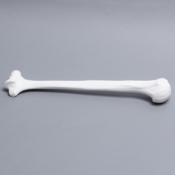 Humerus, Solid White Plastic, Right