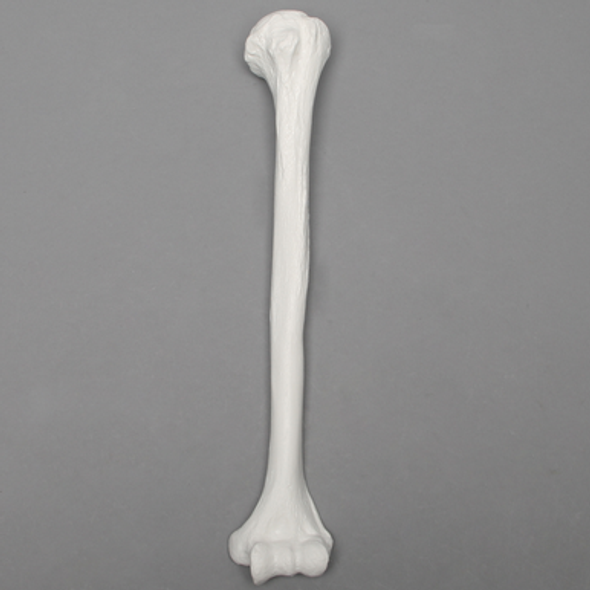 Humerus, 9.5mm Canal, Plastic Cortical Shell