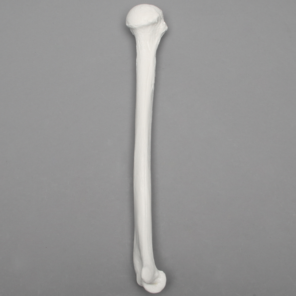 Humerus, 9.5mm Canal, Plastic Cortical Shell