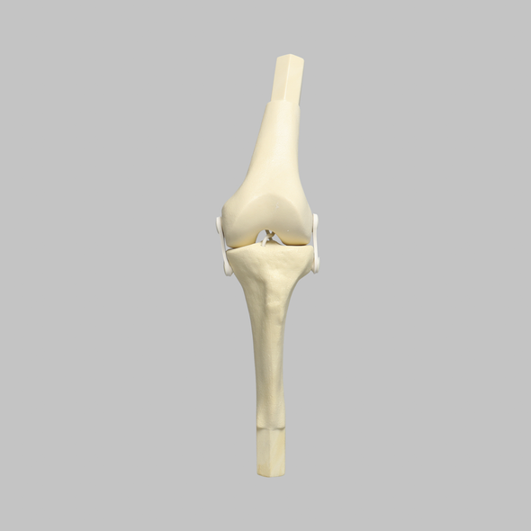 Converge™ Medium Left Knee with Stretch Collateral and Cruciate Ligaments