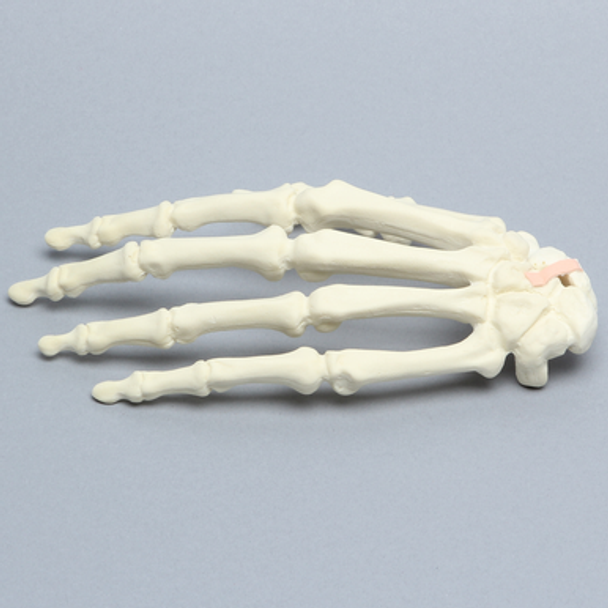 Hand with Moveable Scaphoid, Solid Foam