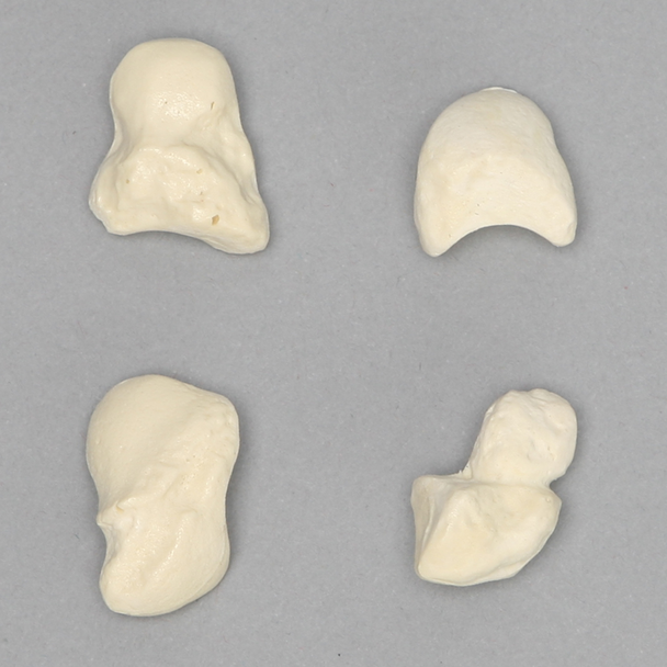 Carpal Bones, Set of Four Individual, Solid Foam