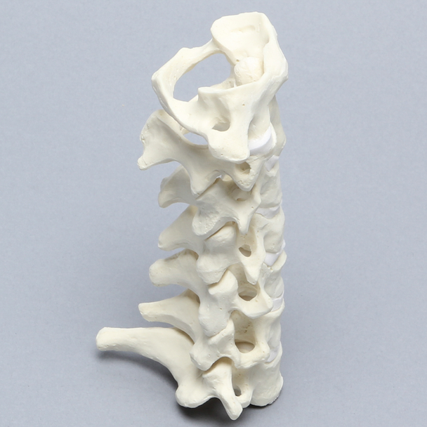 Spine, Cervical with Posterior Ligament and White Discs, Solid Foam