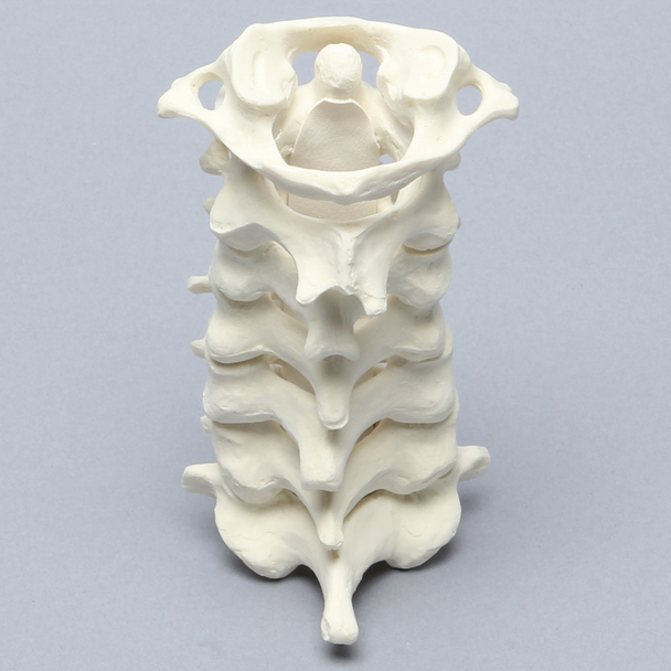 Spine, Cervical with Posterior Ligament and White Discs, Solid Foam