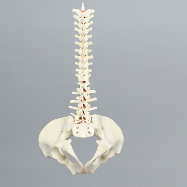 Spine, T1-Sacrum with Male Pelvis, Solid Foam
