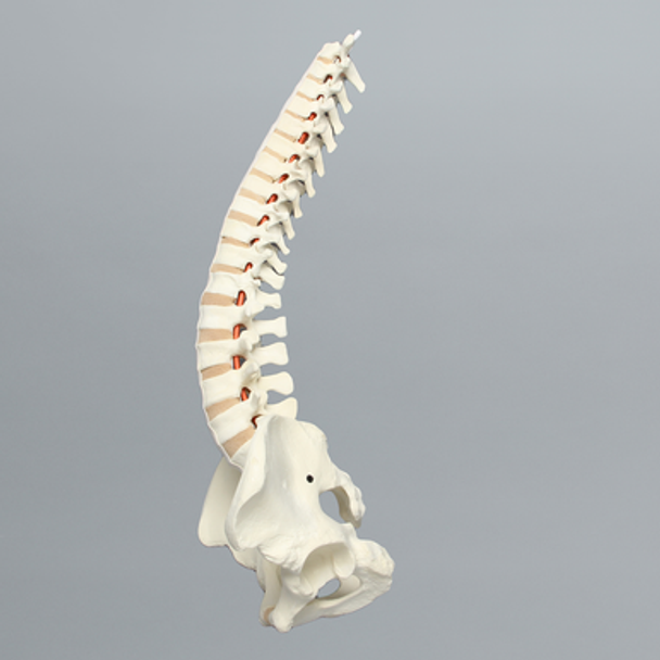 Spine, T1-Sacrum with Male Pelvis, Solid Foam
