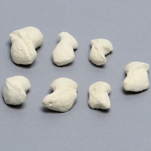 Scaphoid, Set of Seven, Solid Foam