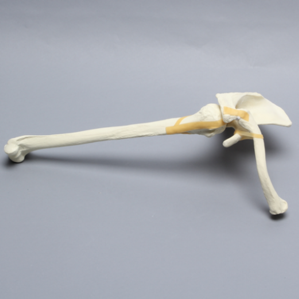 Shoulder, Articulated, Foam Cortical, Right