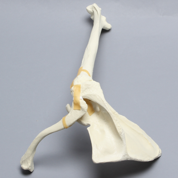 Shoulder, Articulated, Foam Cortical, Right