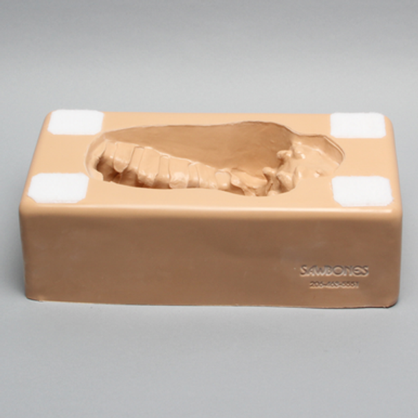 Lumbar Holder, Base Unit L1-Sacrum