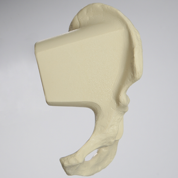 Hemi Pelvis, High-Density, Solid Foam, Left