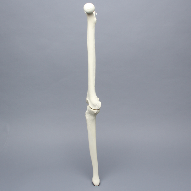Knee with Three Non-Stretch Ligaments, Solid Foam, Full Length, Right