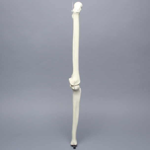 Knee with Three Non-Stretch Ligaments, Solid Foam, Full Length, Right