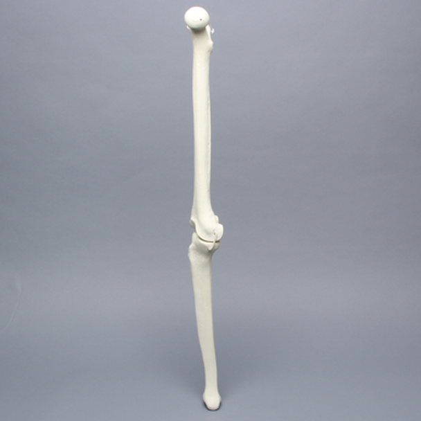 Knee with Three Non-Stretch Ligaments, Solid Foam, Full Length, Right
