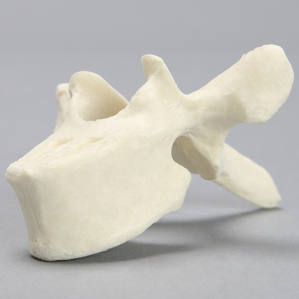 Vertebra, T5, Foam Cortical