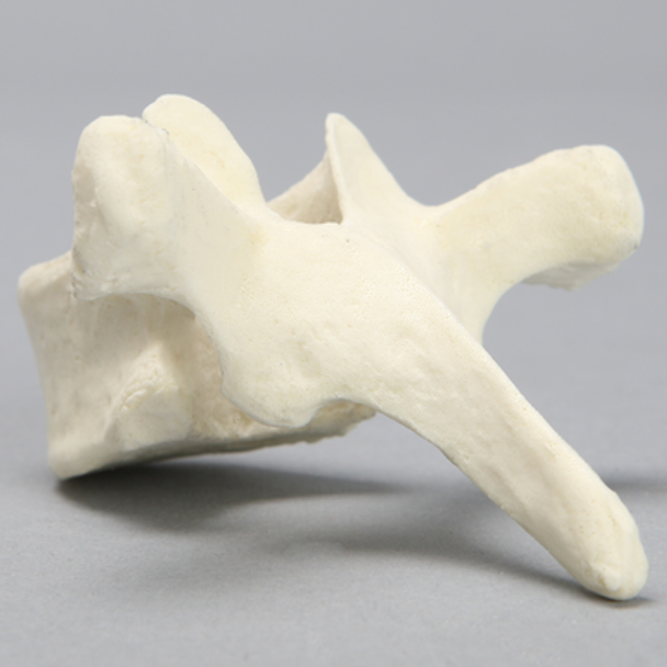 Vertebra, T5, Foam Cortical
