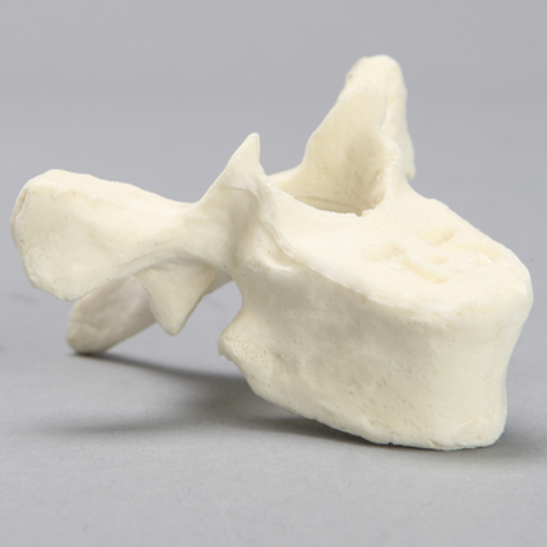 Vertebra, T5, Foam Cortical