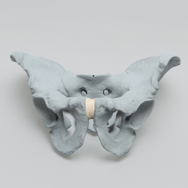 Pelvis, Full Male, Solid Foam, Radiopaque