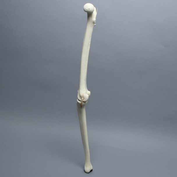 Knee with Three Stretch Tube Ligaments, Full Length, Right