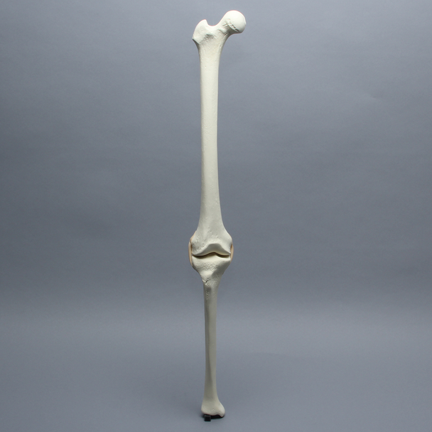Knee with Three Stretch Tube Ligaments, Full Length, Right