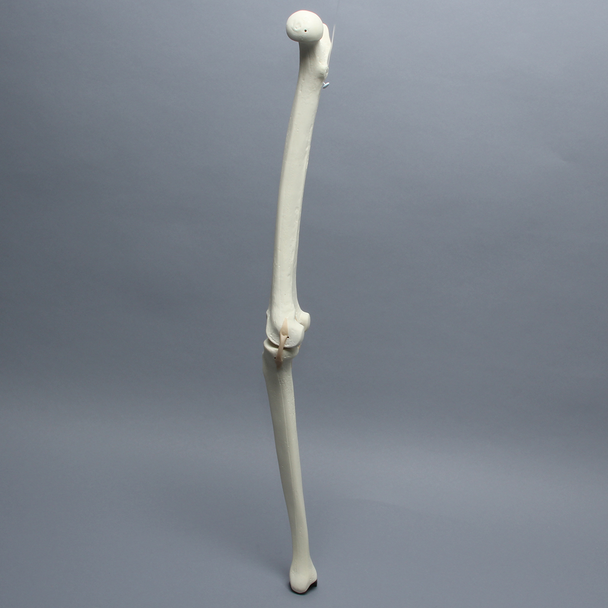 Knee with Three Stretch Tube Ligaments, Full Length, Right