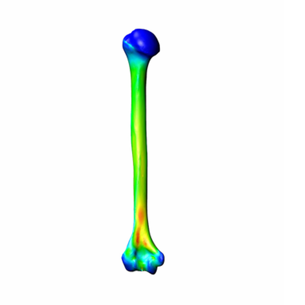 Humerus, Finite Element Model of #3404