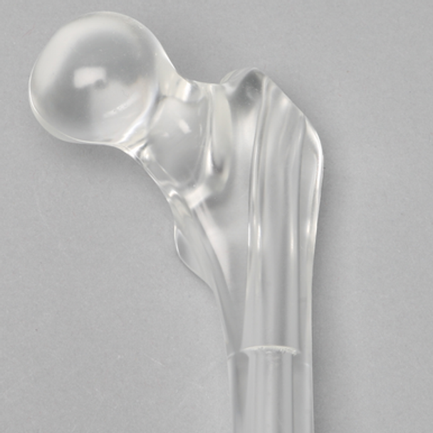 Femur with Canal, Pediatric, Solid Clear Plastic