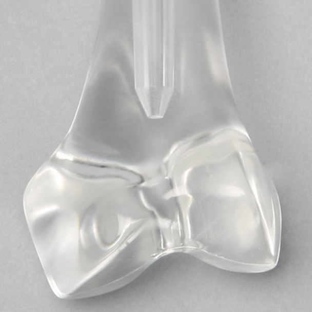 Femur with Canal, Pediatric, Solid Clear Plastic