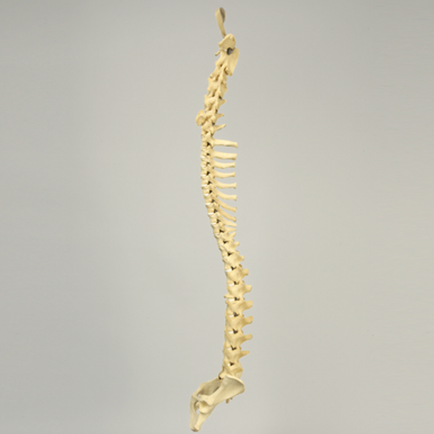 Canine Full Spine, C1 to Pelvis with Flex Rod, Solid Foam